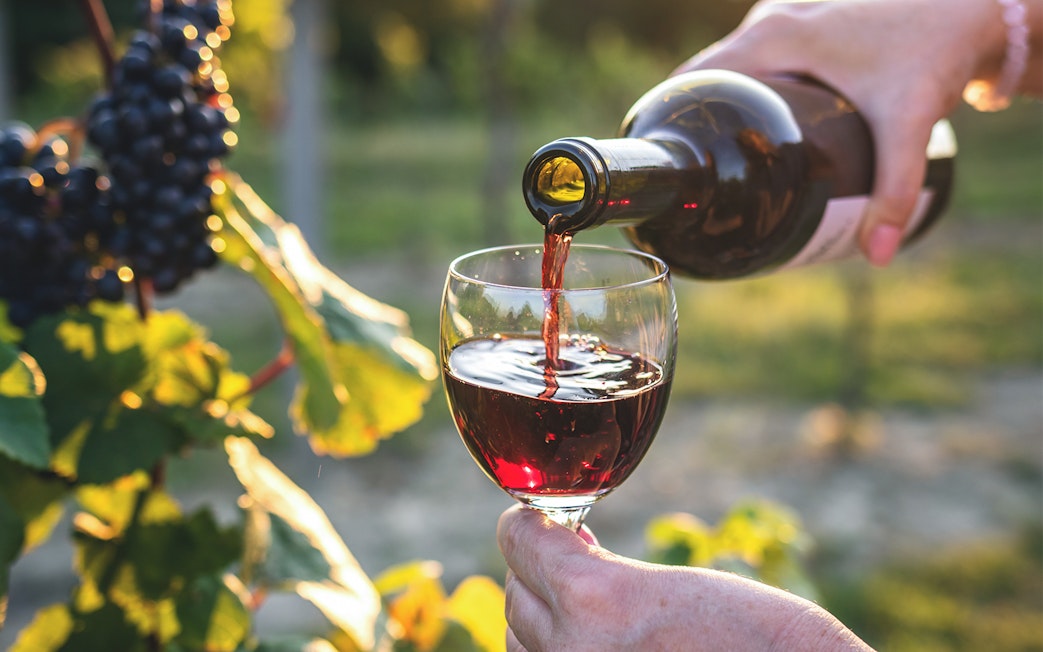 Pouring red wine into a glass in a vineyard setting.
