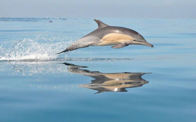 Dolphin leaping over calm sea during Mallorca sunrise.