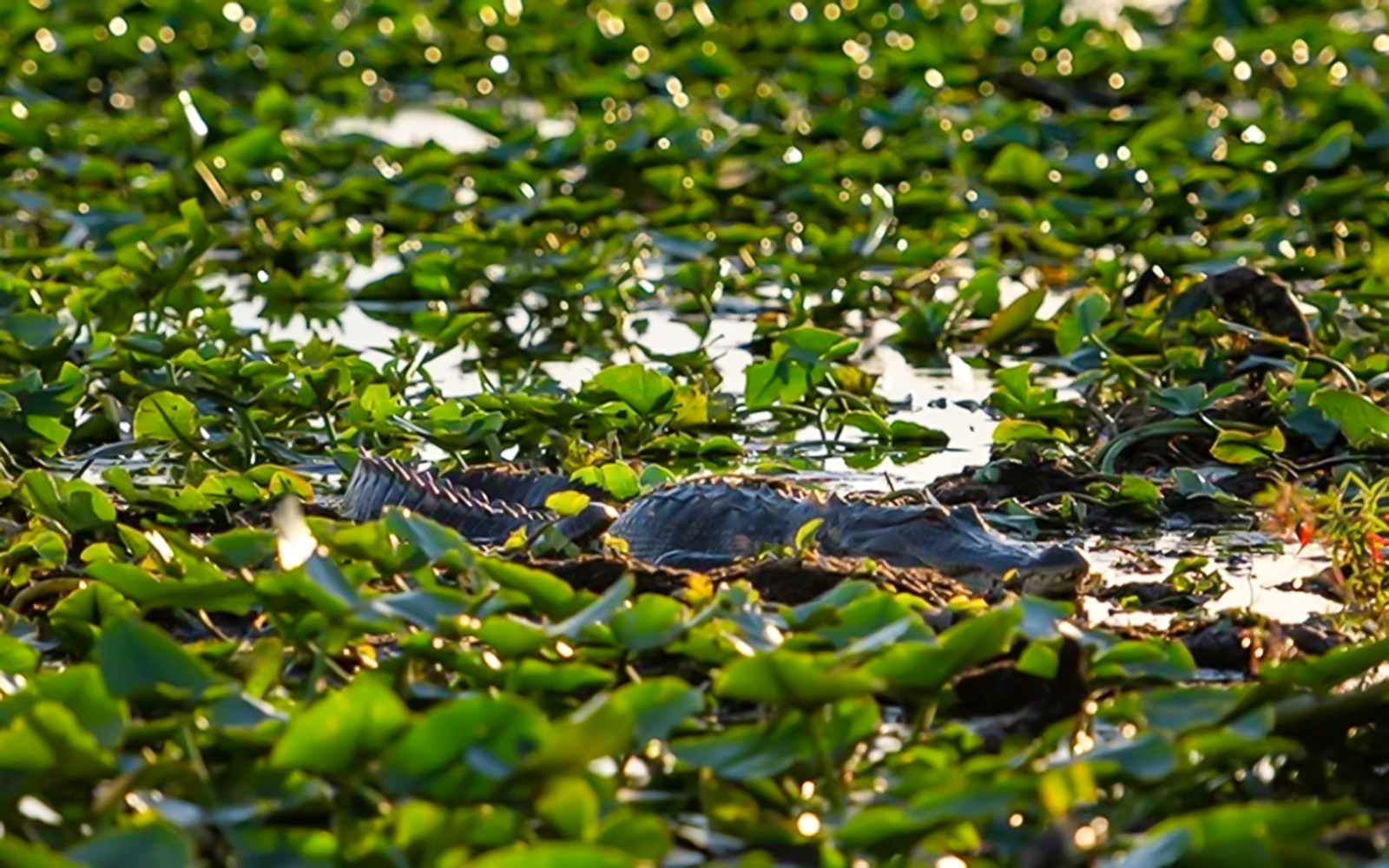 Alligator among lily pads during Boggy Creek sunset airboat tour.