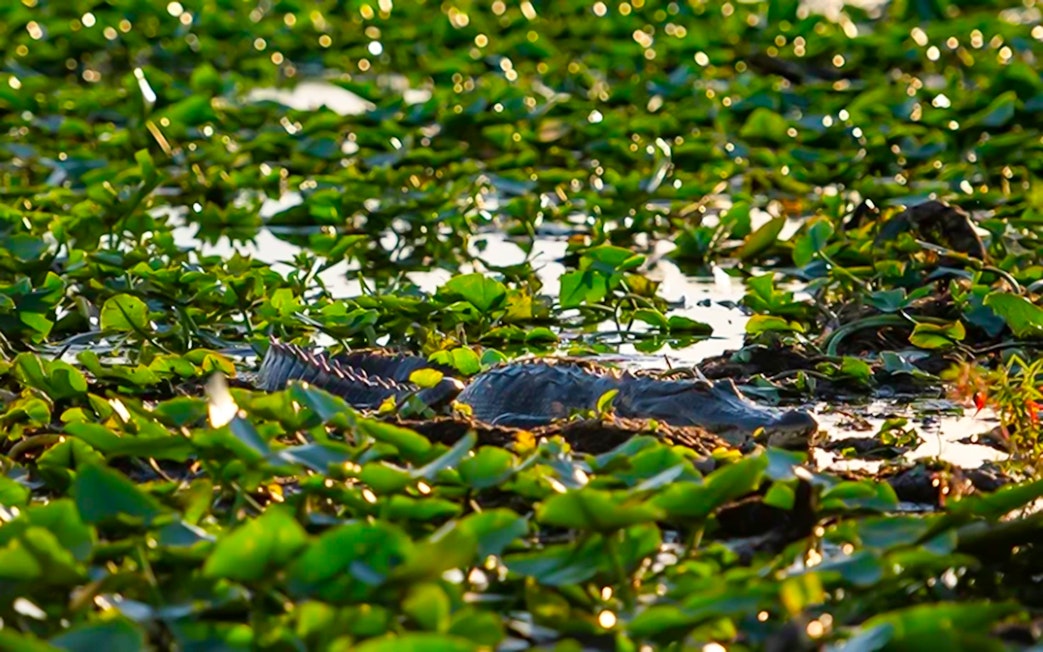 Alligator among lily pads during Boggy Creek sunset airboat tour.