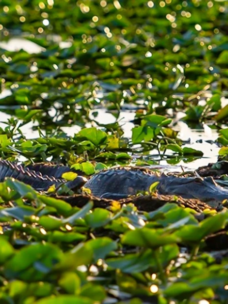 Alligator among lily pads during Boggy Creek sunset airboat tour.