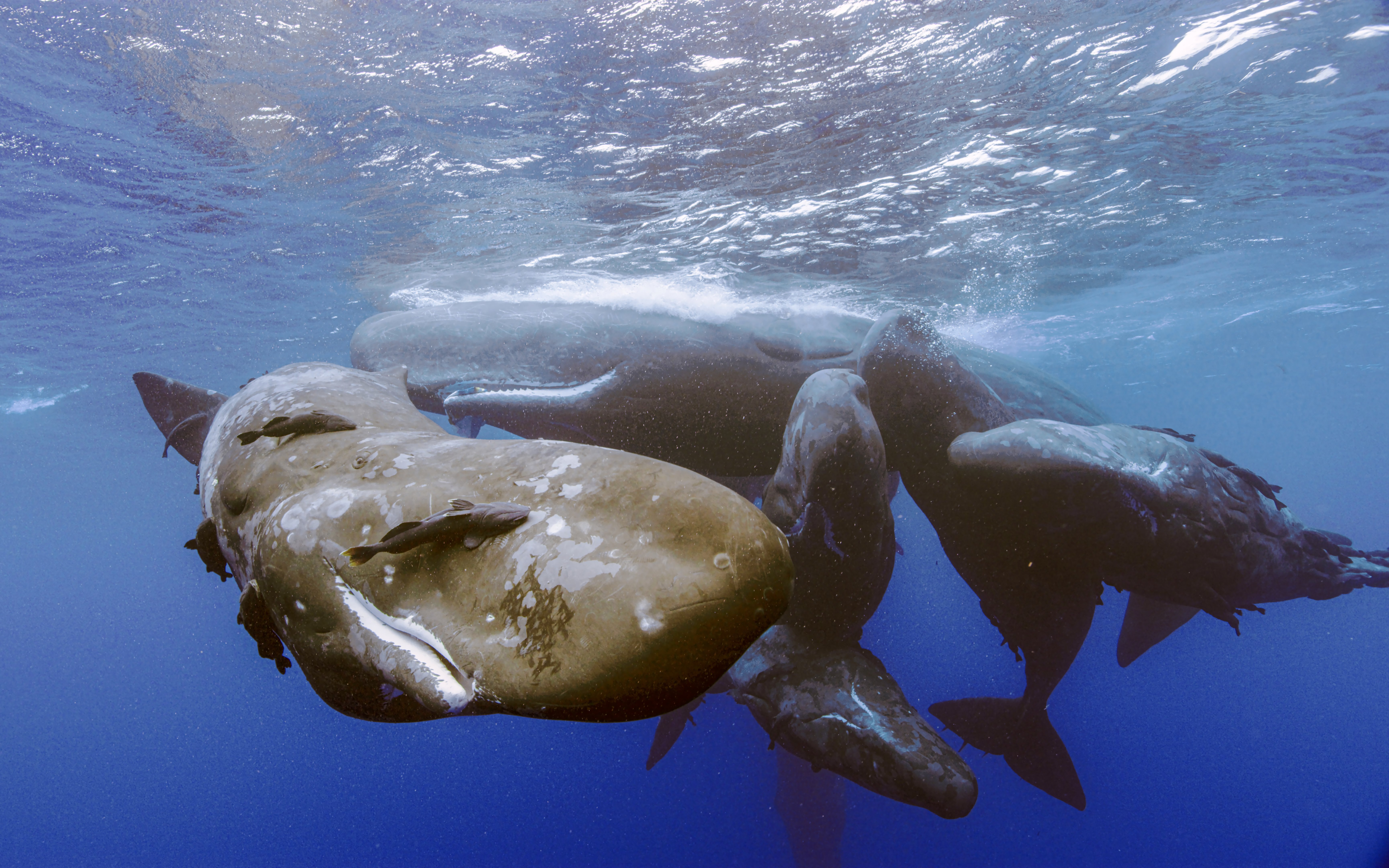 Sperm whales swimming together, featured in Vivid: Immerse Your Senses exhibit, California Academy of Sciences.