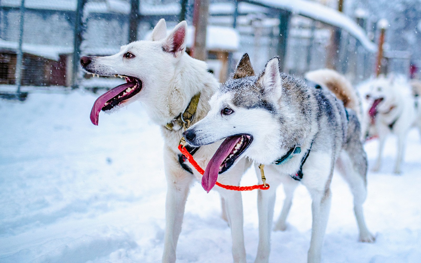 Huskies ready for a sled tour in snowy Lapland.