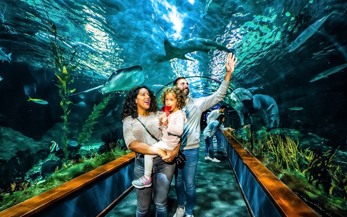 Family enjoying the aquarium tunnel at Loro Park, Tenerife.