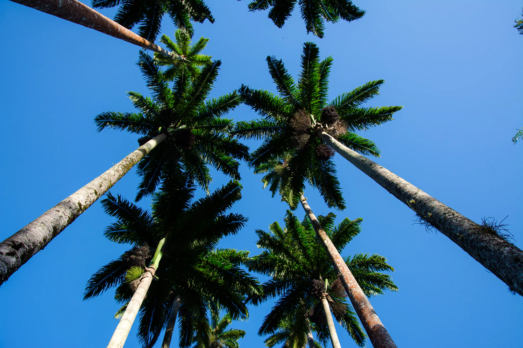 Rio de Janeiro Botanical Garden and Parque Lage Guided Tour with Professional Photos
