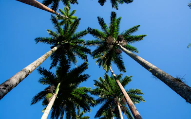 Rio de Janeiro Botanical Garden and Parque Lage Guided Tour with Professional Photos