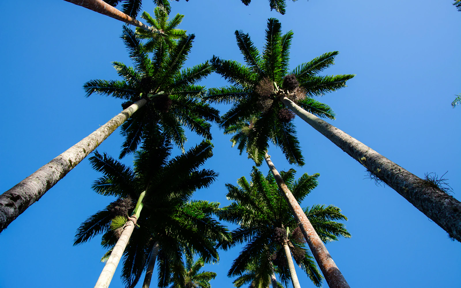 Rio de Janeiro Botanical Garden and Parque Lage Guided Tour with Professional Photos