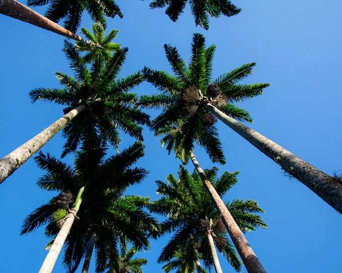 Rio de Janeiro Botanical Garden and Parque Lage Guided Tour with Professional Photos