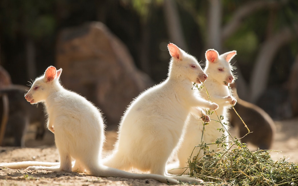 White kangaroos eating plants at Oasis Wildlife Fuerteventura.
