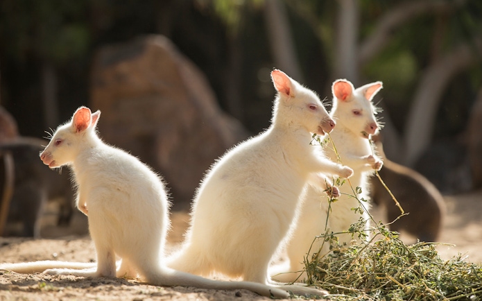 White kangaroos eating plants at Oasis Wildlife Fuerteventura.