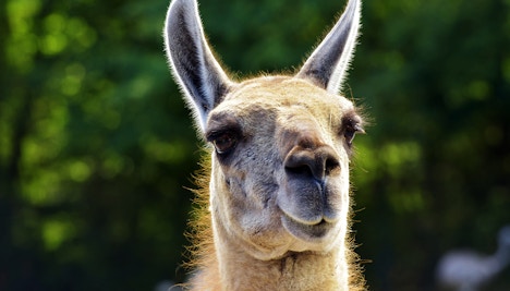 Guanaco