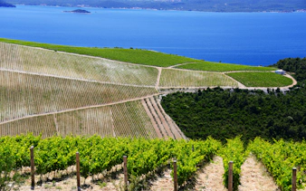 Vineyard overlooking the Adriatic Sea in Peljesac, Croatia.