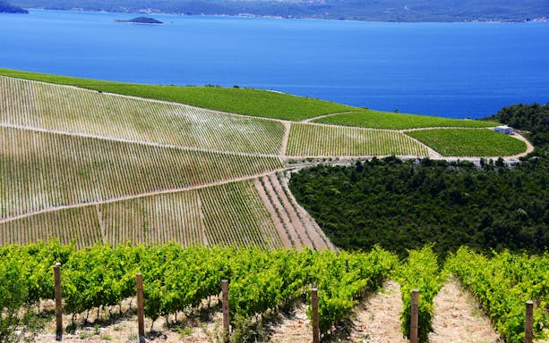 Vineyard overlooking the Adriatic Sea in Peljesac, Croatia.