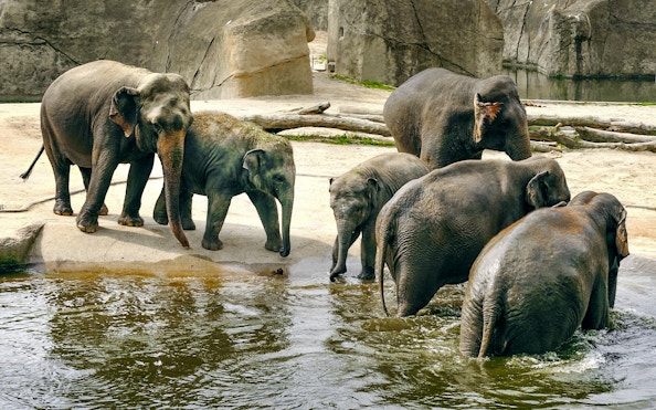 Elephants near a water area at Cologne Zoo.