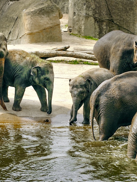 Elephants near a water area at Cologne Zoo.