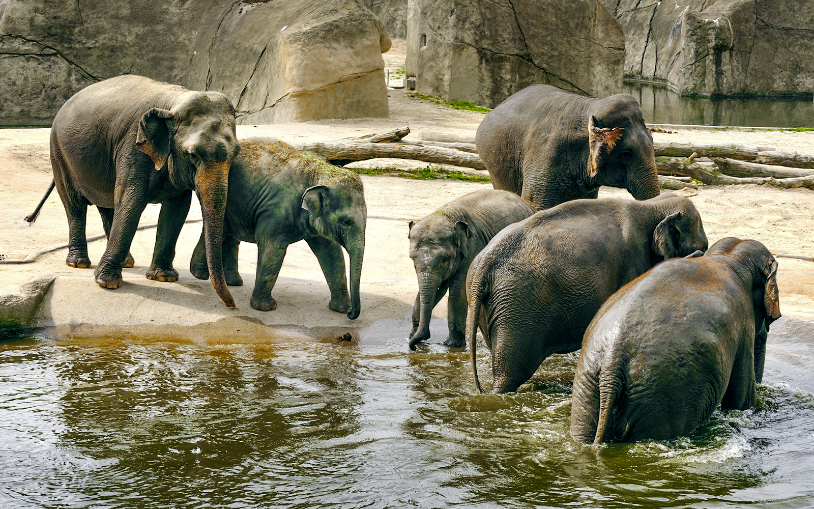 Elephants near a water area at Cologne Zoo.