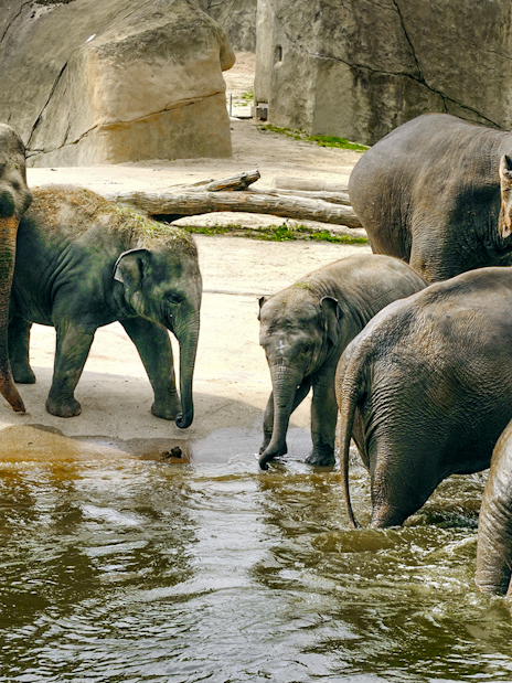Elephants near a water area at Cologne Zoo.