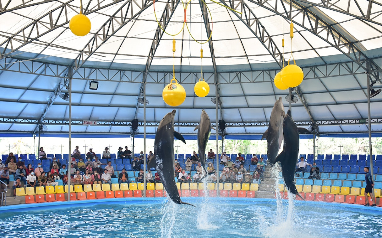 Dolphins performing tricks at Phuket Dolphin Show in an indoor arena.