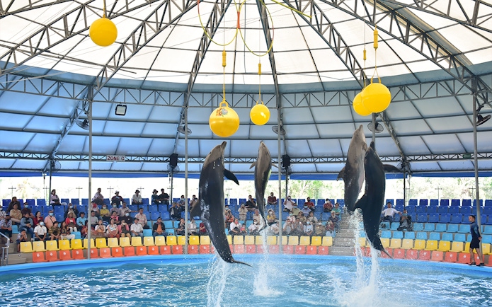 Dolphins performing tricks at Phuket Dolphin Show in an indoor arena.
