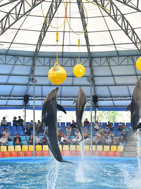 Dolphins performing tricks at Phuket Dolphin Show in an indoor arena.