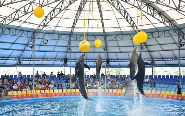 Dolphins performing tricks at Phuket Dolphin Show in an indoor arena.