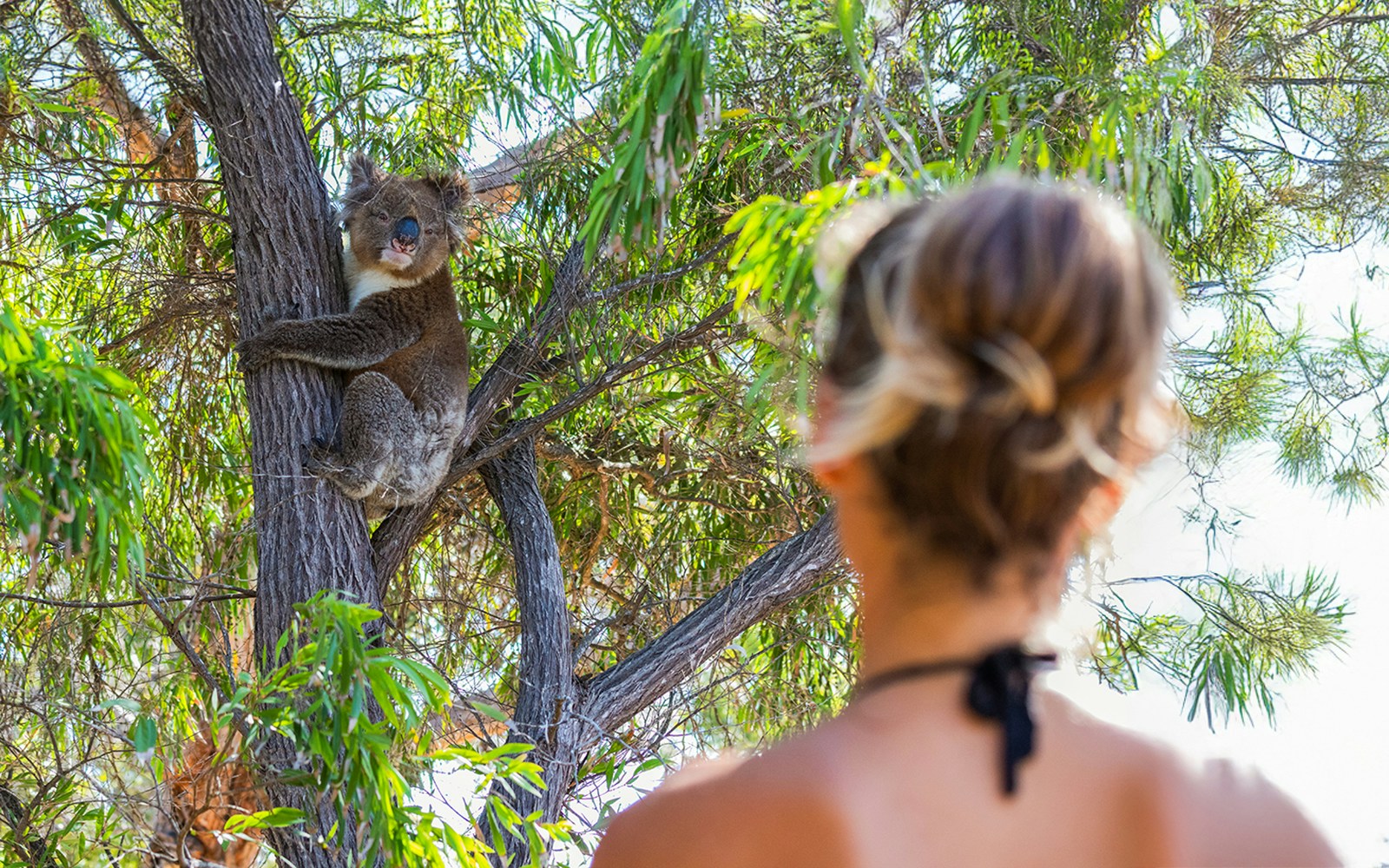 Woman observing koala in tree along Great Ocean Road, Australia.