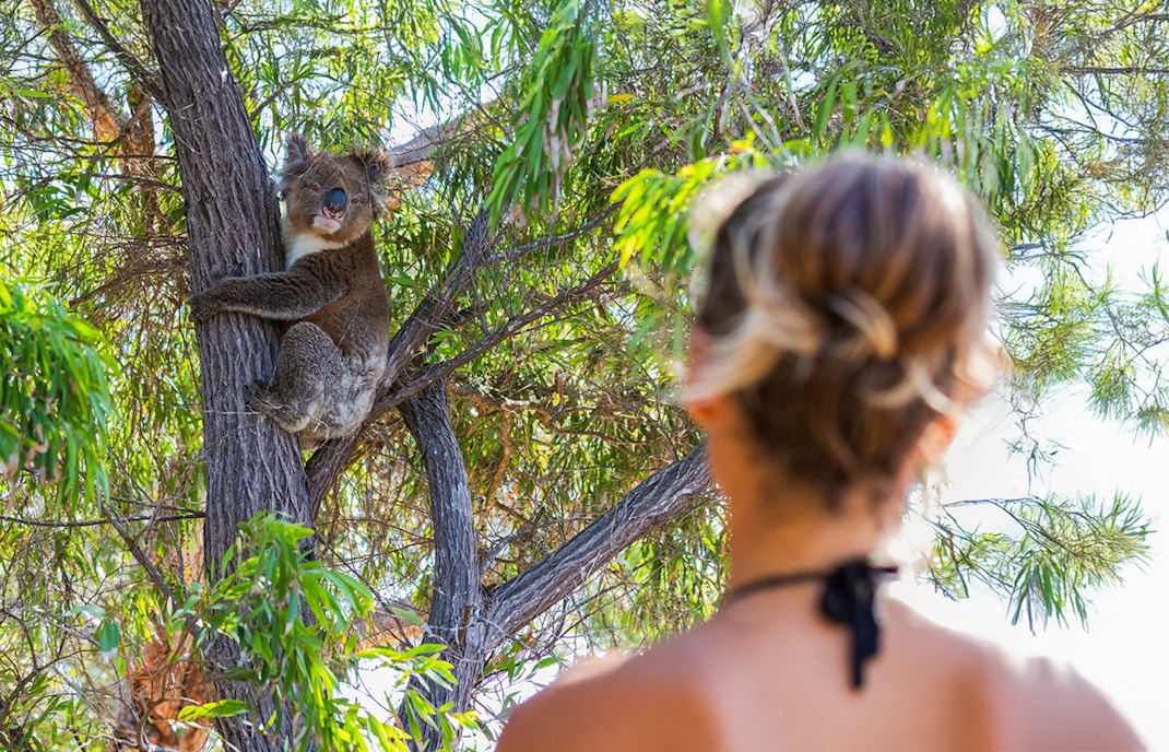 Woman observing koala in tree along Great Ocean Road, Australia.