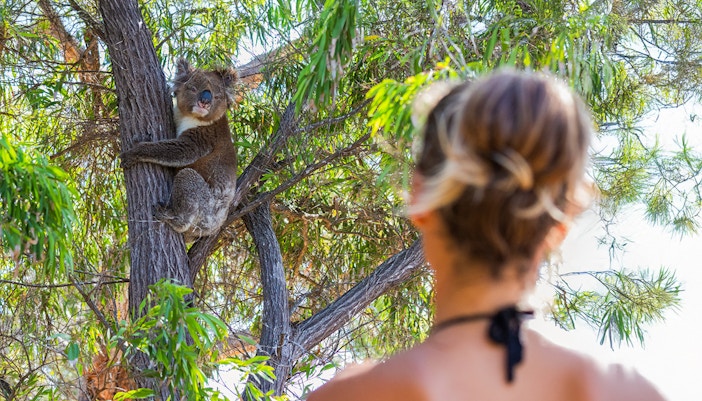 Woman observing koala in tree along Great Ocean Road, Australia.