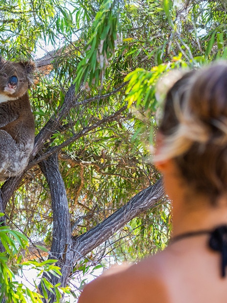 Woman observing a koala in a tree along the Great Ocean Road.