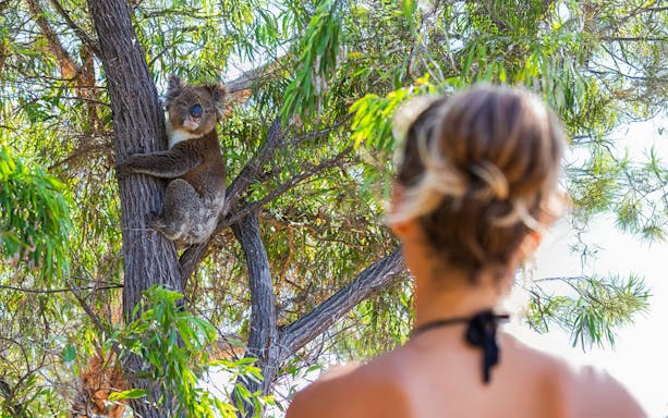Woman observing a koala in a tree along the Great Ocean Road.