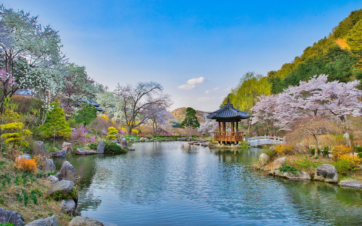 Garden of Morning Calm with cherry blossoms and traditional pavilion, South Korea.
