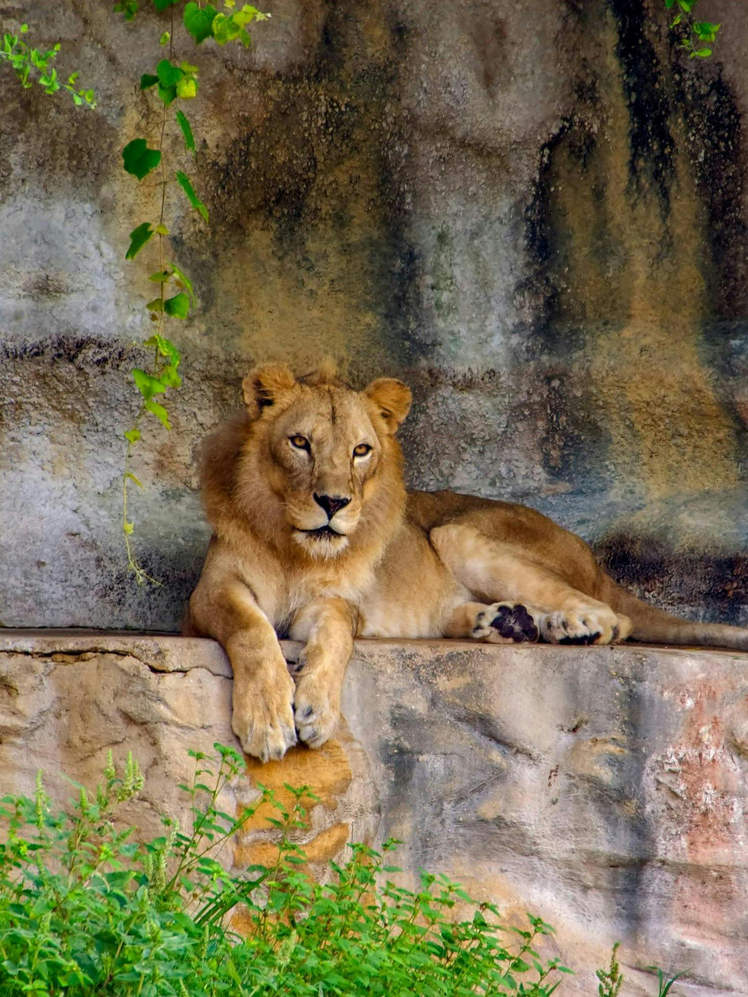 African lion resting on a rock at San Antonio Zoo.