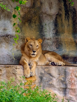 African lion resting on a rock at San Antonio Zoo.