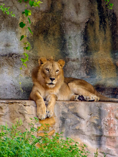 African lion resting on a rock at San Antonio Zoo.