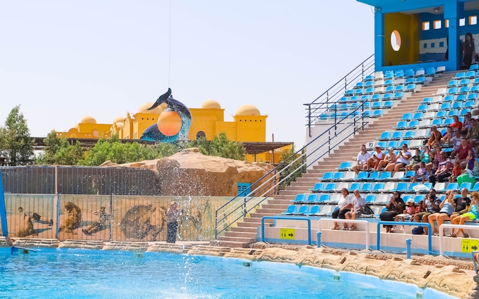 Dolphin leaping through hoop at Hurghada Dolphin Show, Egypt, with audience watching.