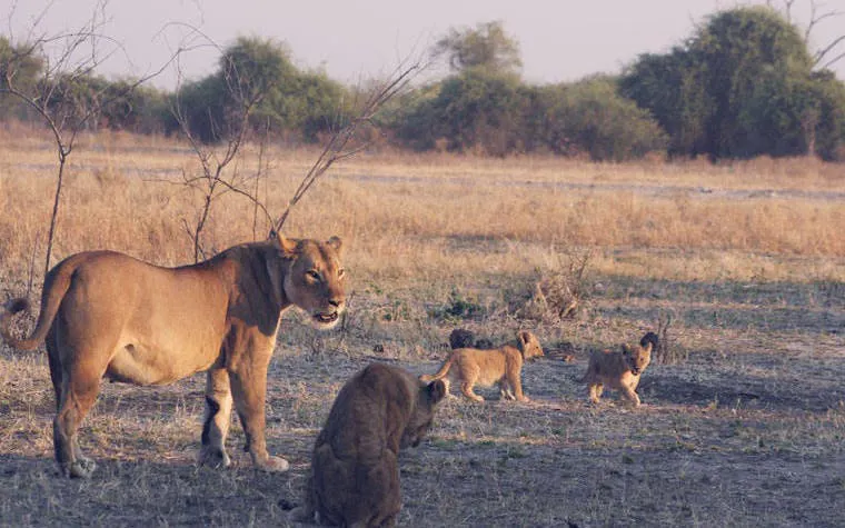 Chobe River Boat Safari with Wildlife Viewing, Lunch, and Transfers Image 2