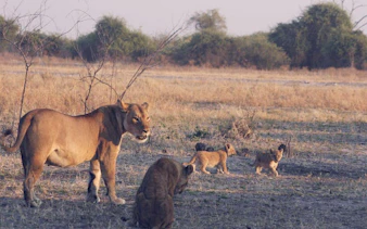 Lioness and cubs in Chobe National Park, Botswana, during a wildlife cruise safari.