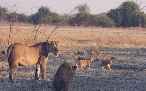 Lioness and cubs in Chobe National Park, Botswana, during a wildlife cruise safari.