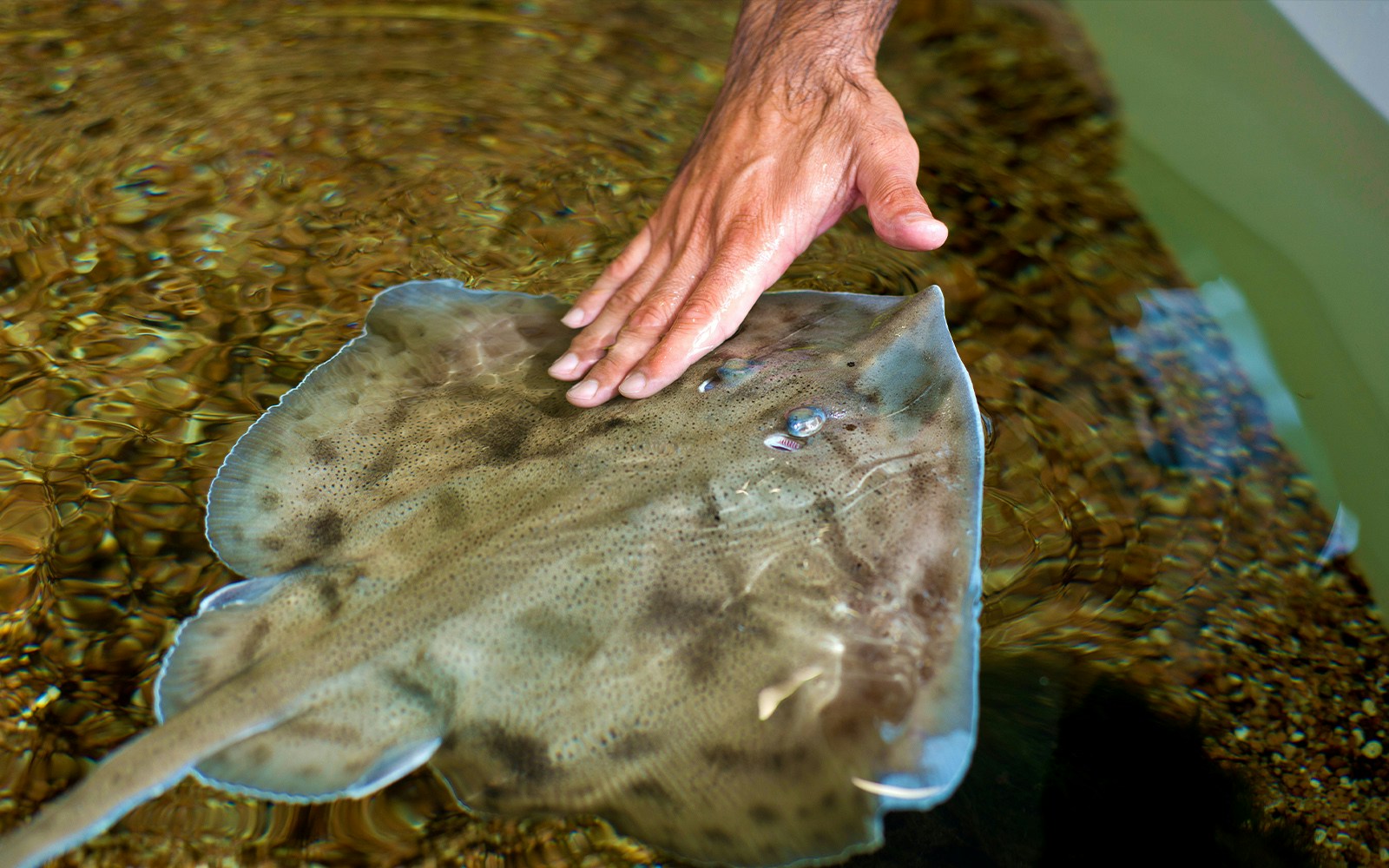 Children interacting with marine life at a touch pool in an aquarium.