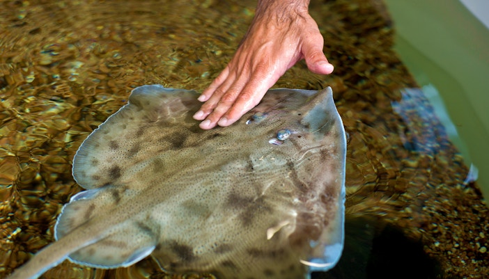 Hand touching a stingray in a touch pool.