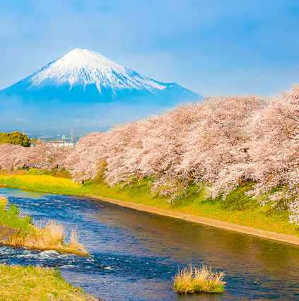 Japan’s pink wave: Mapping the Cherry Blossom season