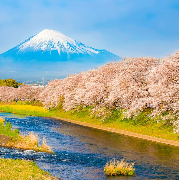 Japan’s pink wave: Mapping the Cherry Blossom season