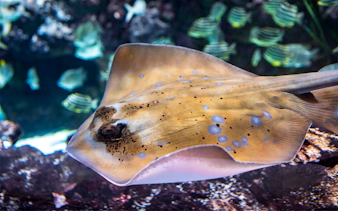 Stingray swimming in a tank at Seattle Aquarium.