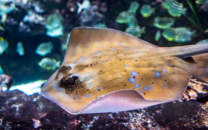 Stingray swimming in a tank at Seattle Aquarium.