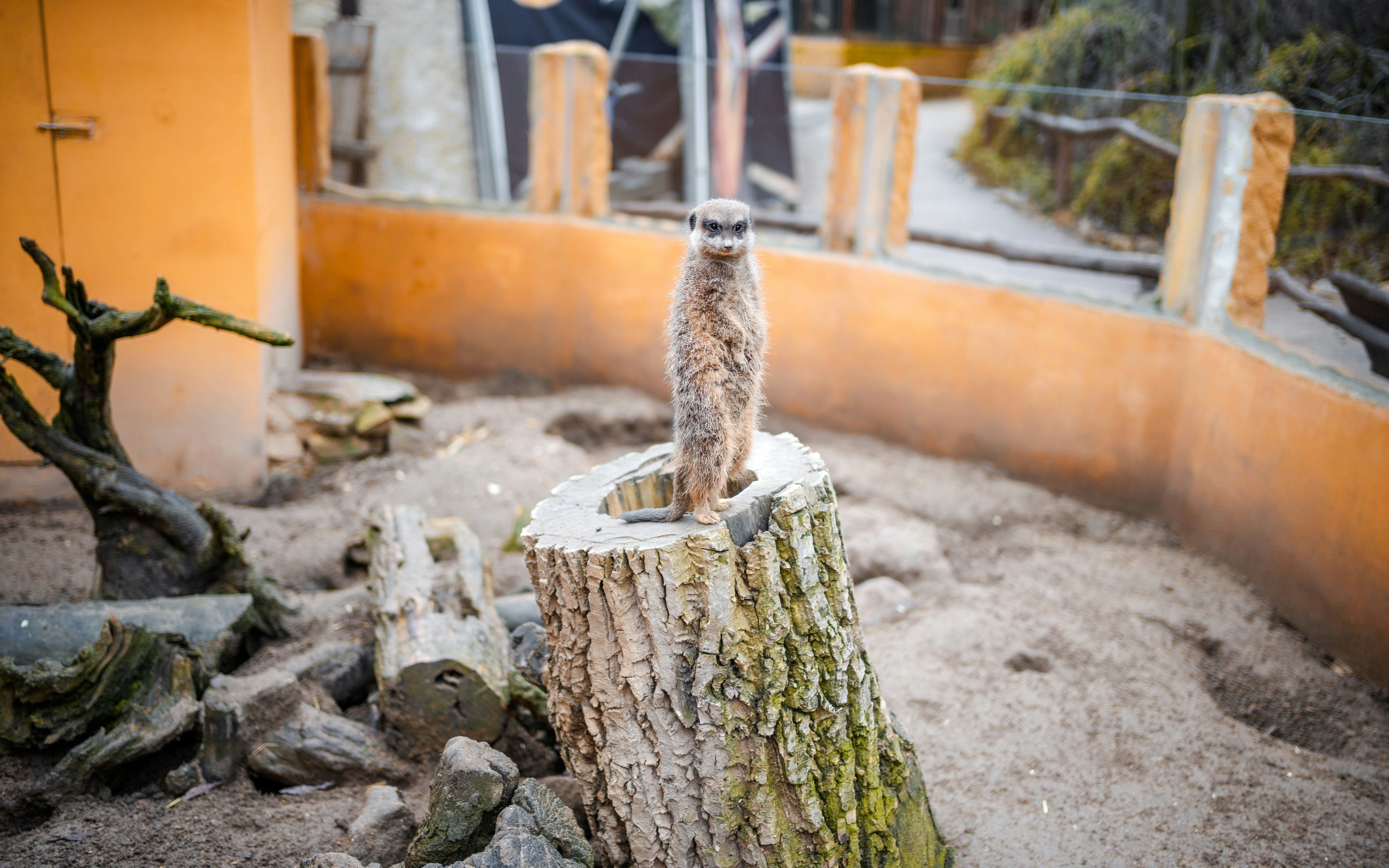 Meerkat standing on a tree stump at Edinburgh Zoo enclosure.