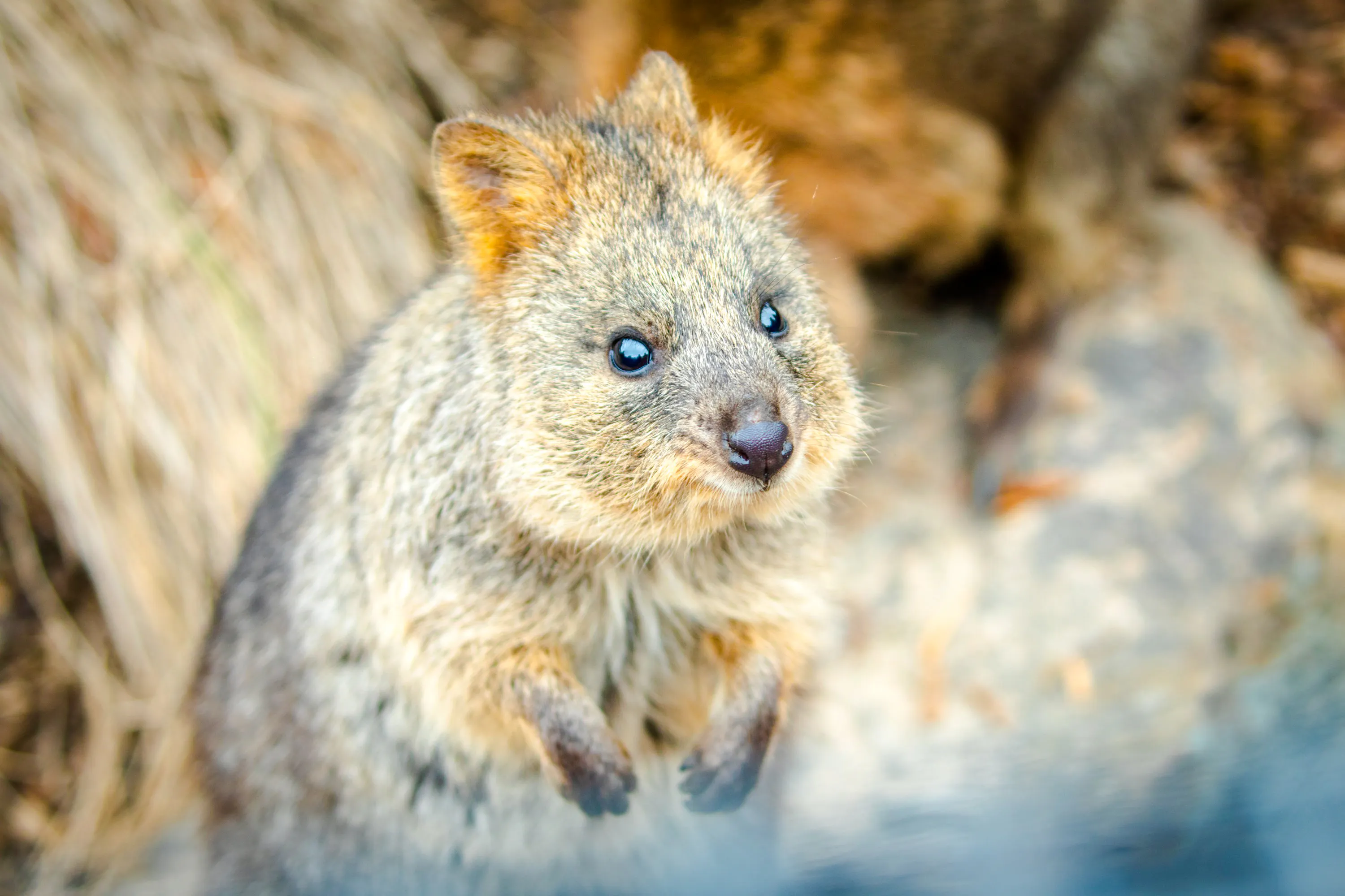 из сиднея: однодневная поездка в голубые горы с пропуском scenic world, посещением сиднейского зоопарка, скалы линкольна и речного парома-1