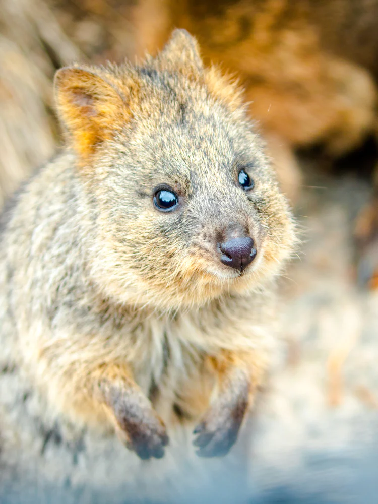 da sydney: tour in giornata alle blue mountains con pass per scenic world, lo zoo di sydney, lincoln's rock e il traghetto sul fiume-1