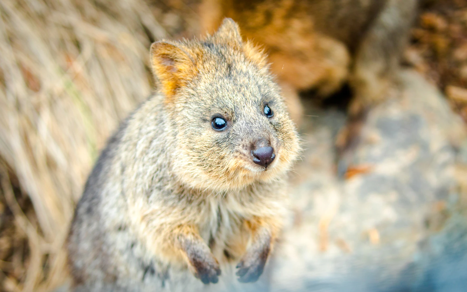 From Sydney: Blue Mountains Day Trip with Scenic World Pass, Sydney Zoo, Lincoln's Rock and River Ferry