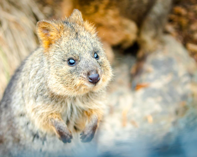 From Sydney: Blue Mountains Day Trip with Scenic World Pass, Sydney Zoo, Lincoln's Rock and River Ferry