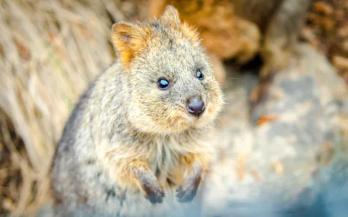 из сиднея: однодневная поездка в голубые горы с пропуском scenic world, посещением сиднейского зоопарка, скалы линкольна и речного парома-1